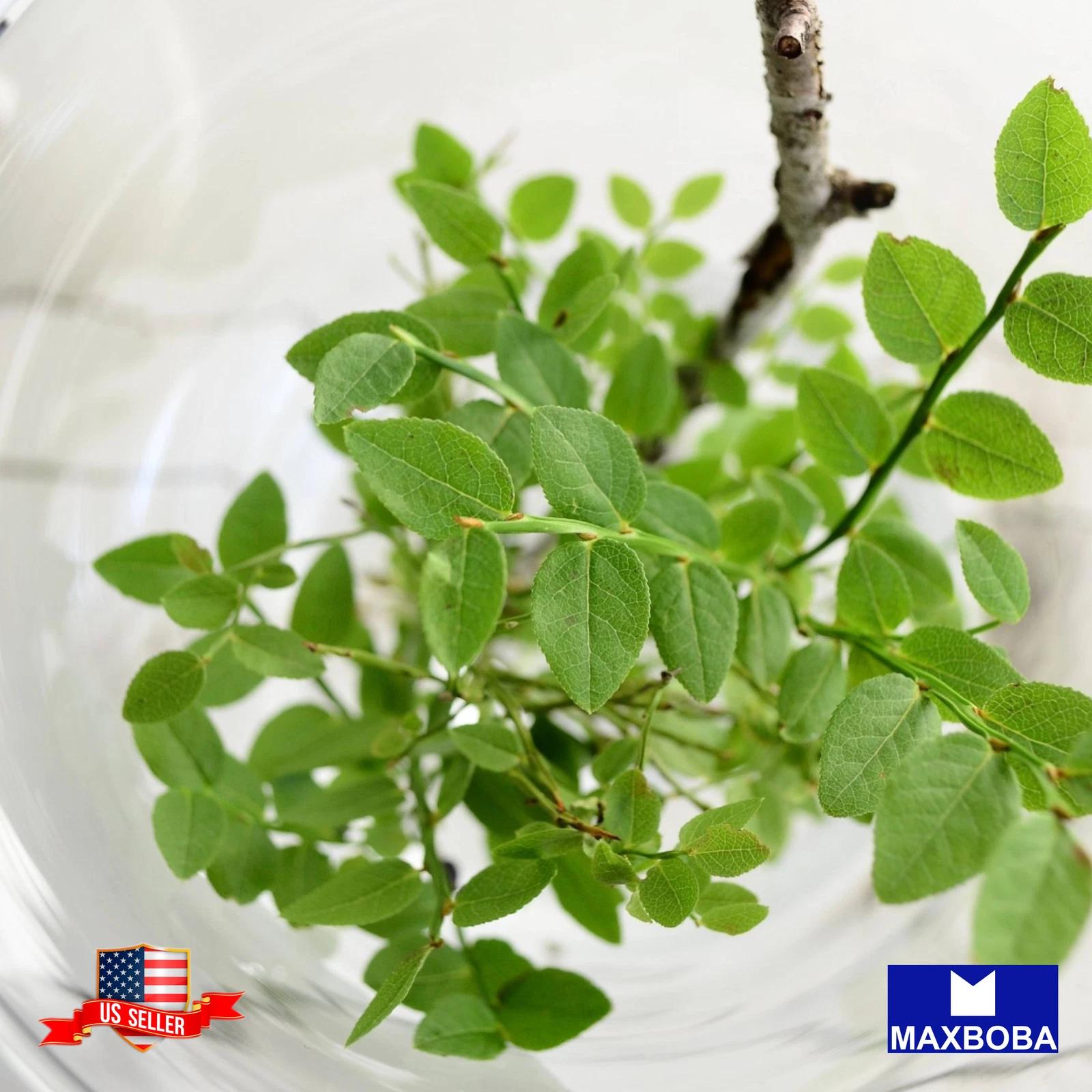 Moringa Seeds Non-GMO Vegetable - $9.08