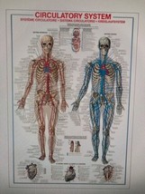 The Circulatory System Human Anatomy Wall Chart 27X39 Reference Poster - Ricordi - £10.87 GBP