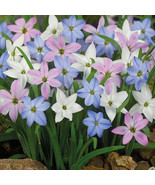 Mix Rain Lily Flowering Bright Colors Vigorous 200 Seeds Beautiful - $7.11