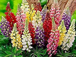 80 SEEDS RUSELL LUPINE ASSORTED SEED MIX HEIRLOOM SEEDS FOR INSTANT GARD... - £6.38 GBP