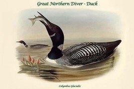 Colymbus Glacialis - Great Northern Diver Loon by John Gould - Art Print - £17.37 GBP+