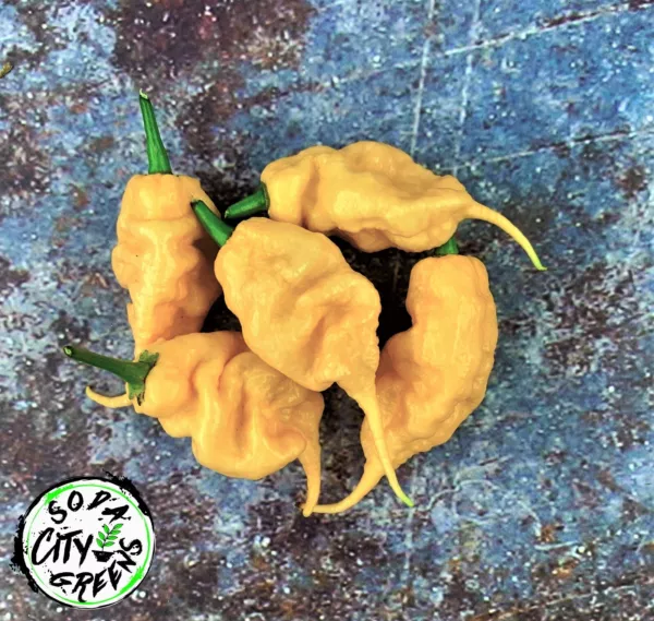 Jays Peach Ghost Scorpion Jpgs Pepper Seeds 10 Fresh Seeds USA - $8.98