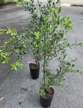 Australia Finger Lime Tree. Hard To Find. Caviar Of Citrus. Rare. - £87.72 GBP