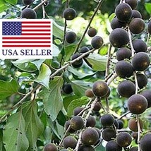 Dovyalis Hebecarpa Ceylonbarbed Berry Ceylon Gooseberry 15 Seeds Garden Fast Shi - $18.84