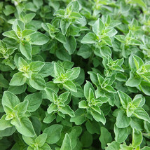 BEST  Greek Oregano Seeds 2,000 Seeds Heirloom - Non-Gmo - $3.79