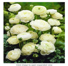 100 Seeds White Ranunculus Plant Garden Beautiful - $14.22