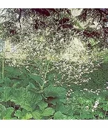 Exotic Crambe cordifolia 1,000 seeds - $6,317.99 MXN