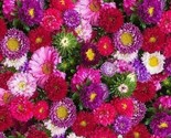 Aster Powder Puff Mix Seeds 300 Mixed Colors Annual Pink Purple Fast Shi... - $8.99