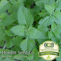 Catnip Catmint Seeds Non-GMO Heirloom Fresh Garden Seeds from USA - £7.72 GBP