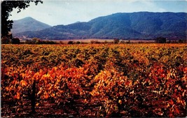 California Wine Vineyards Postcard - £7.86 GBP