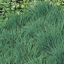 200 Blue Hair Grass Seeds ( Koeleria Glauca) Starts Nursery Garden USA - $10.00