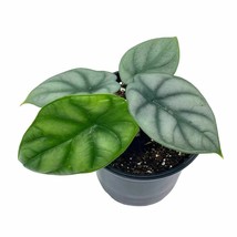 Alocasia Silver Dragon, Super Rare Jewel Alocasia - £22.59 GBP