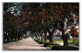 A Pepper Tree Driveway In Southern California CA UNP DB Postcard Z9 - £2.69 GBP