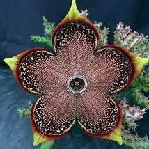 FROM US 10 Seeds EDITHCOLEA GRANDIS Orbea Succulent Stapelia Exotic Huer... - £27.88 GBP