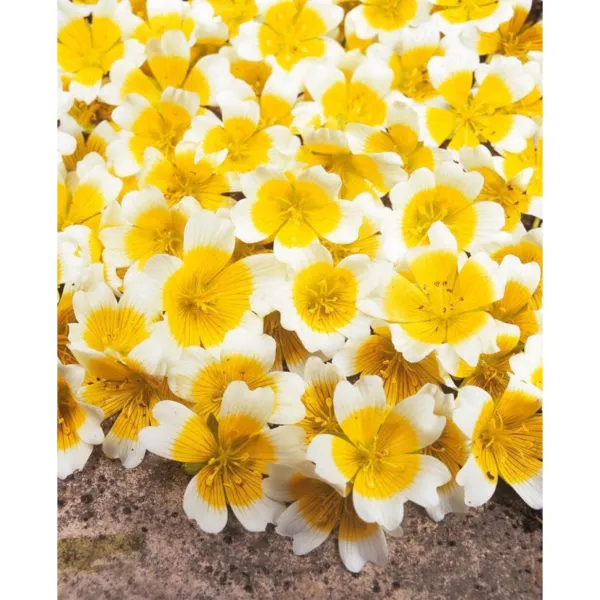 New 200 Poached Egg Plant Flower Seeds Us Native Limnanthes Douglasii 2 Garden - £6.35 GBP