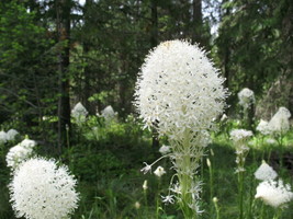 Bear Grass Bear Lily Xerophyllum Tenax 100 Seeds Garden USA Seeds - $8.50