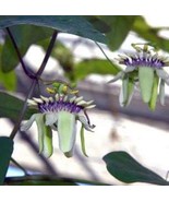 Passiflora colinvauxii, Colinvaux&#39;s Passion Flower 10 seeds passion flow... - £3.47 GBP