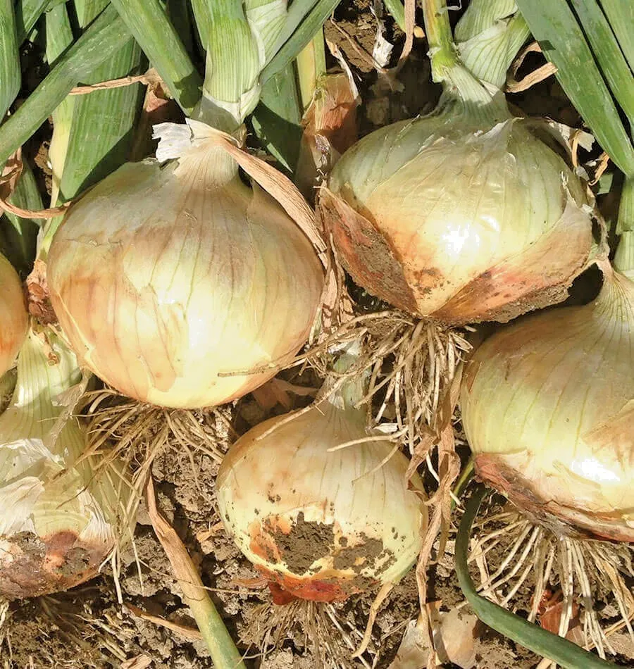 200 MAUI SWEET ONION Seed Organic Vegetable Garden - $4.89