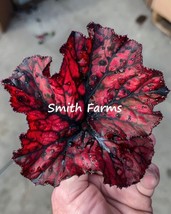 25 Seeds Red Phantom Begonia Flower Plant - £5.15 GBP