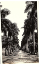 Vintage Snap Shot Photo Royal Palm Drive 4 x 6 1935 - £5.46 GBP
