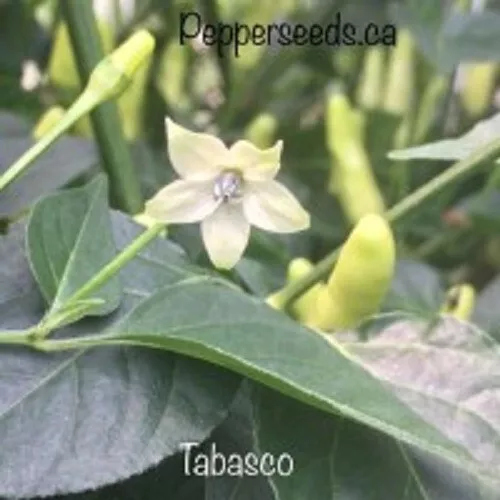 25 Seeeds Tabasco Pepper Seeds Gardening Fresh USA Seller - £9.95 GBP