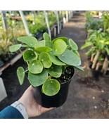 6in pot Pilea Peperomioides | Chinese Money Plant | UFO Plant | Peperomi... - $39.81 CAD