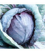 RD 500+ Stonehead Cabbage Seeds for Garden Planting  - $5.15