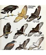 Southern Buteo Hawk Varieties And Types 1966 Color Bird Art Print Nature... - $28.01 CAD