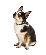 BECHIVA Soft real leather collar for small dogs/cats. Chihuahua, Yorkshi... - $67.78 CAD
