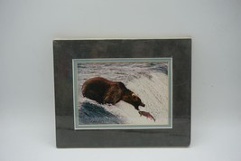 Lunch Brown Bear Salmon Katmai Alaska Photograph w/ Matte 8&quot;x10&quot; Signed - £27.65 GBP