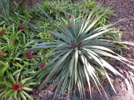 25 Blue Dracaena Spikes Cordyline Indivisa Flower Seeds - $19.45