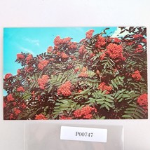 Mountain Ash Flower Alaska Vintage 1970s Postcard Dexter Dedman&#39;s Photo ... - $6.88