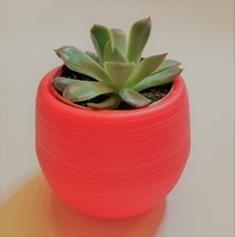Echeveria Succulent in Red Self-Watering Pot, Live E Pulidonis Plant, 3" Planter