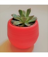 Echeveria Succulent in Red Self-Watering Pot, Live E Pulidonis Plant, 3&quot;... - £11.98 GBP