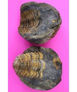 Authentic Trilobite Geode Fossil 450 Million Years Old Morroco Dino Girl... - $41.13 CAD