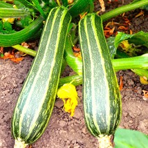 Cocozelle Zucchini Seeds Italian Striped Squash Napoli Costata Romanesco Vegetab - £7.39 GBP