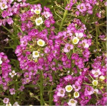 Alyssum Sweet DWARF PINK Groundcover Flowers Non-GMO 1000 Seeds - £6.58 GBP