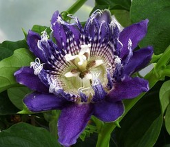 100 Seeds Rare Passiflora Flower Seeds Tree Passion Fruit Garden Decoration - £23.12 GBP