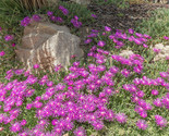Delosperma Cooperi Purple Ice Plant Hardy 5 seeds Fresh Gardening - $17.96