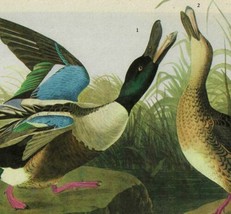 Shoveller Duck Bird 1946 Color Plate Print John James Audubon Nature DWV2A - £31.89 GBP