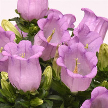 500 Seeds Lilac Canterbury Bells Plant Fast Heirloom Seeds Blossom - $8.35