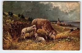 Postcard Rustic Sheep Signed Muller Germany Illustrated Wildlife Church 1907 - £18.25 GBP