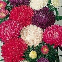 30+ Aster Milady Cut Flower Assortment Flower Seed Mix Annual - $9.84