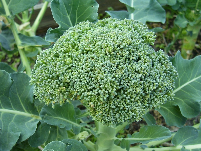Broccoli Bulbs Broccoli De Cicco Cruciferous Non GMO Variety Sizes Heirloom Seeds ...