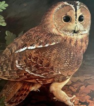 Tawny Owl Art Print Color Plate Birds Of Prey Vintage Nature 1979 DWT11A - $34.99