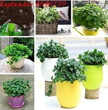 200 pcs Cat Mint Aromaticpotted Plants Catnip Flores Heirloom Spearmint ... - $7.49