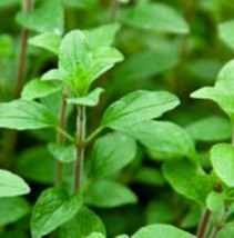 300 Common Italian Oregano Seeds Pack NON-GMO Heirloom Fresh Seeds - $7.50