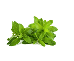 “ 400 PCS Stevia Herbs Seeds Green Herb, Stevia Rebaudiana Semillas for Garden P - £12.81 GBP