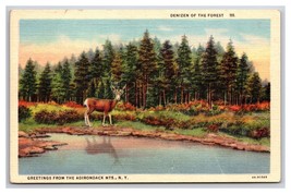 Deer Denizens of the Forest Adirondack Mountains New York UNP Linen Postcard XA2 - $3.91