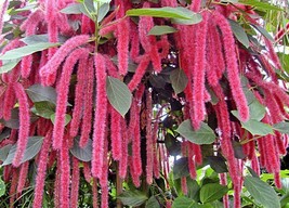 Starter Plant GIANT CHENILLE Acalypha Hispida Attracts Hummingbirds/Butterflies - $35.98